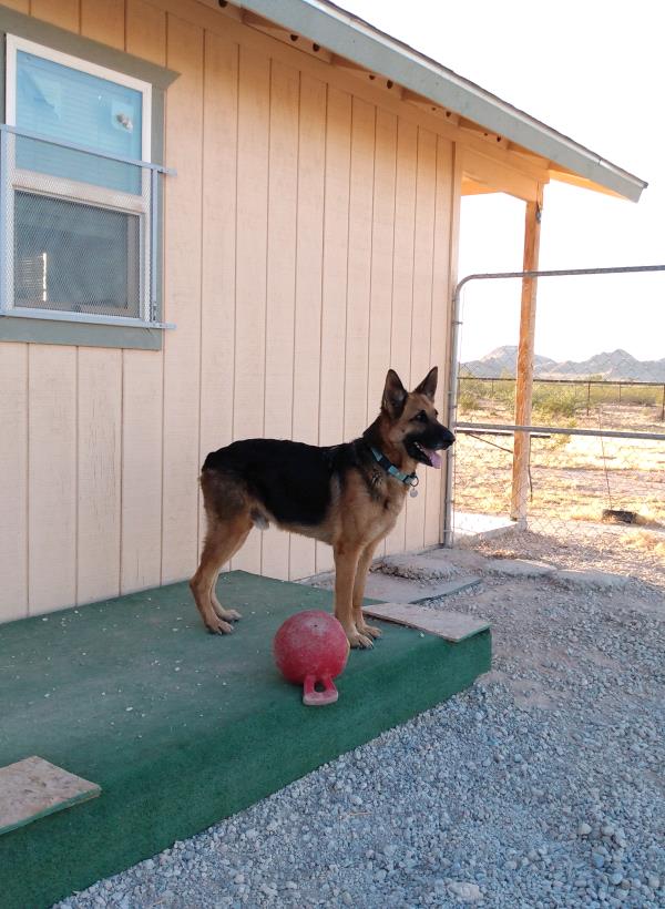 /Images/uploads/Paws 4 A Cause/paws4acause/entries/33851thumb.jpg